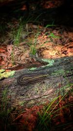 High angle view of lizard on grass in forest