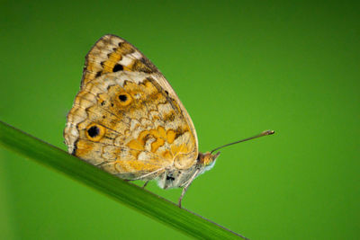 Macro photo of a brown butterfly on a green leaf background