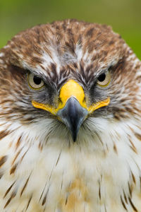 Close-up of eagle