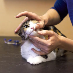 Close-up of cat