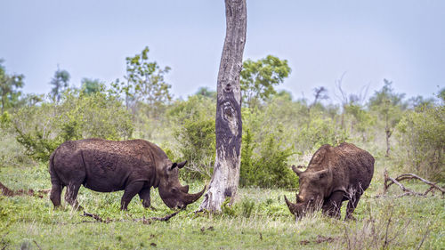 Rhinoceroses walking on land