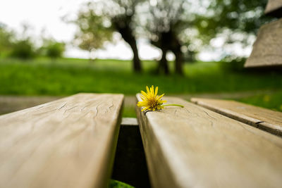 Close-up of yellow flowering plant in park