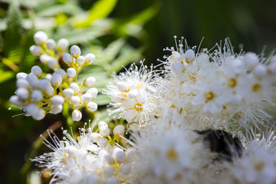 Close-up of white flowering plant