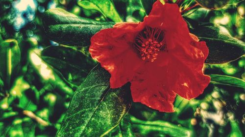 Close-up of red flowering plant