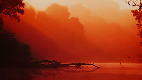 Silhouette trees in forest against sky during sunset