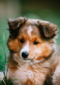 Close-up portrait of dog
