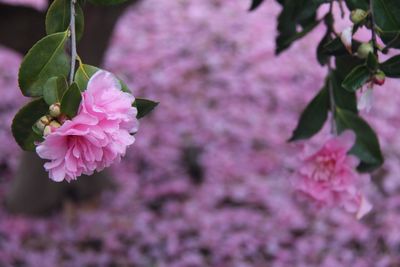 Close-up of pink bougainvillea flowers