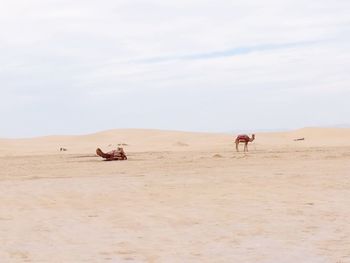 View of a camel  on desert, nefta, tunisia,sahara