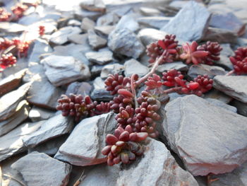 High angle view of berries on rock