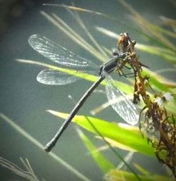 Close-up of insect