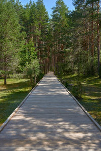 Footpath amidst trees in forest