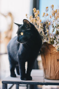 Close-up of black cat