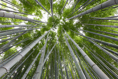 Low angle view of bamboo trees in forest