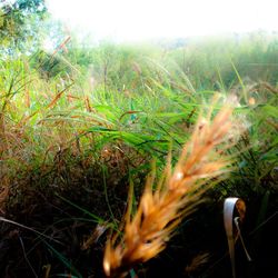 Close-up of grass growing in field