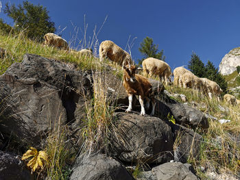Sheep and a goat on rocks in the dolomites 