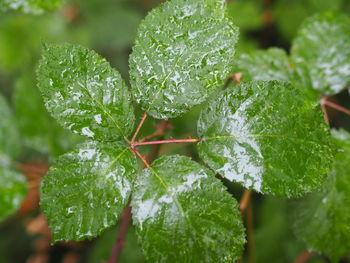 Close-up of wet plant leaves during rainy season