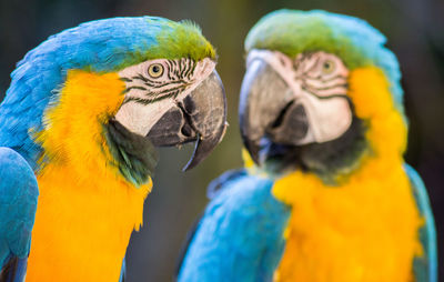 Close-up of two birds against blue background