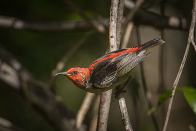 Close-up of bird perching on branch