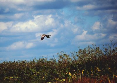 Bird flying in the sky