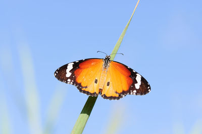 Close-up of butterfly pollinating flower