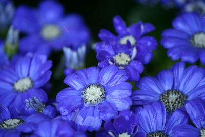 Close-up of purple flower