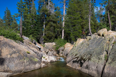 Scenic view of river amidst trees in forest