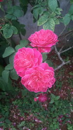 High angle view of pink rose in bloom