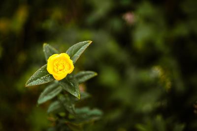 Close-up of yellow flower