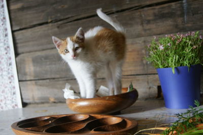 Cat on wooden table