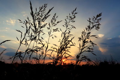 Silhouette plants growing on field at sunset