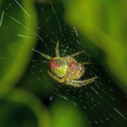 Close-up of insect on leaf
