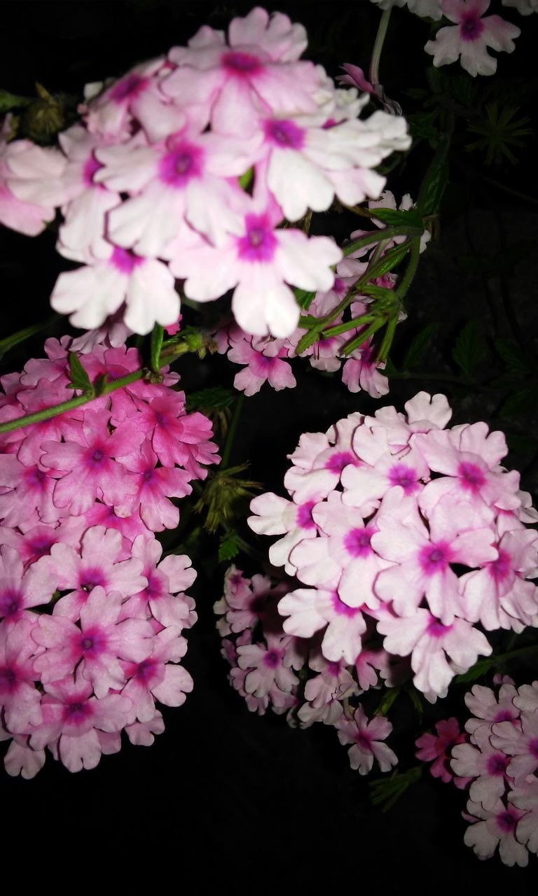 flower, freshness, petal, fragility, pink color, beauty in nature, growth, flower head, nature, blooming, close-up, blossom, in bloom, plant, high angle view, pink, bunch of flowers, botany, outdoors, no people