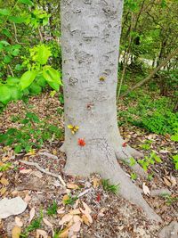 Close-up of tree trunk in forest