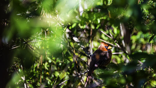 Bird perching on a branch