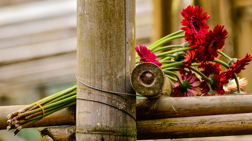 Close-up of red flower on wood