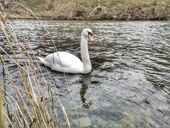 Swan swimming in lake