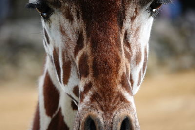 Close-up of a horse