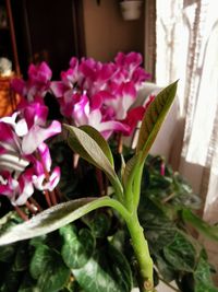 Close-up of pink flowering plant