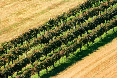 High angle view of trees growing on agricultural field