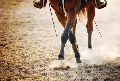 Low section of horse running on field