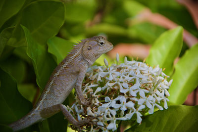 Close-up of lizard on green plant