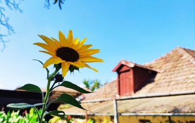 Low angle view of yellow flowering plant against building