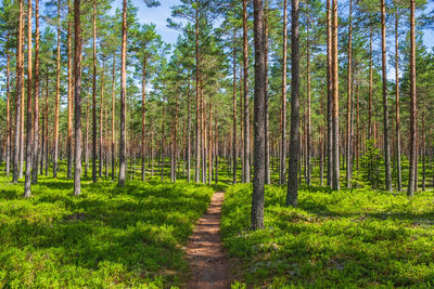 Footpath in a beautiful pine woodland