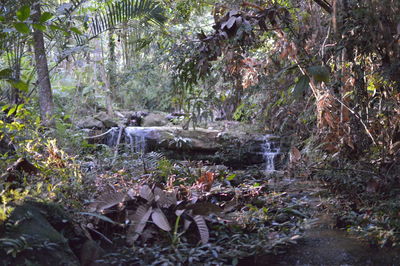 Plants growing by river in forest