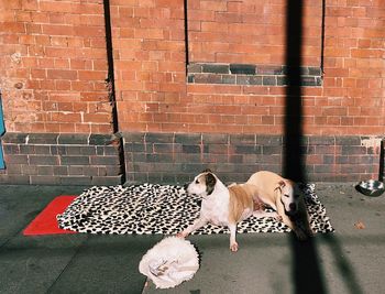 Dog on footpath against brick wall