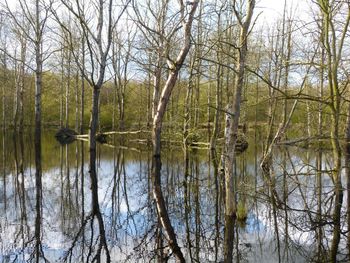 Reflection of trees in lake