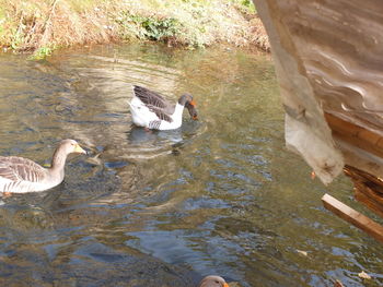 High angle view of swan swimming in lake