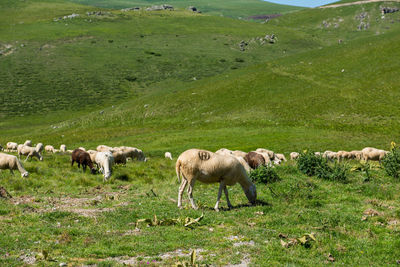 Sheep grazing in a field