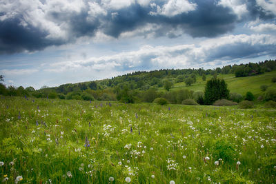 Scenic view of field against sky