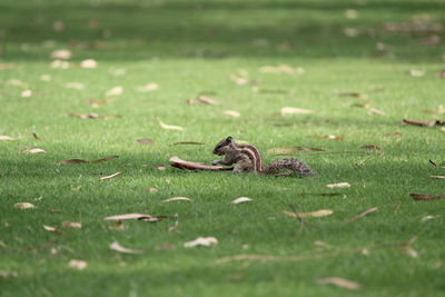 Close-up of squirrel on grass